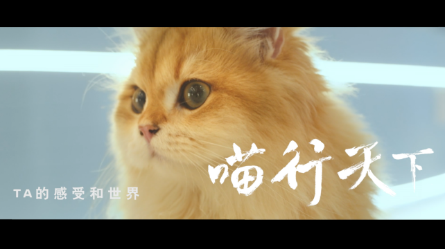喵行天下，與NI解鎖新體驗